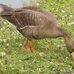 Greater White-fronted Goose